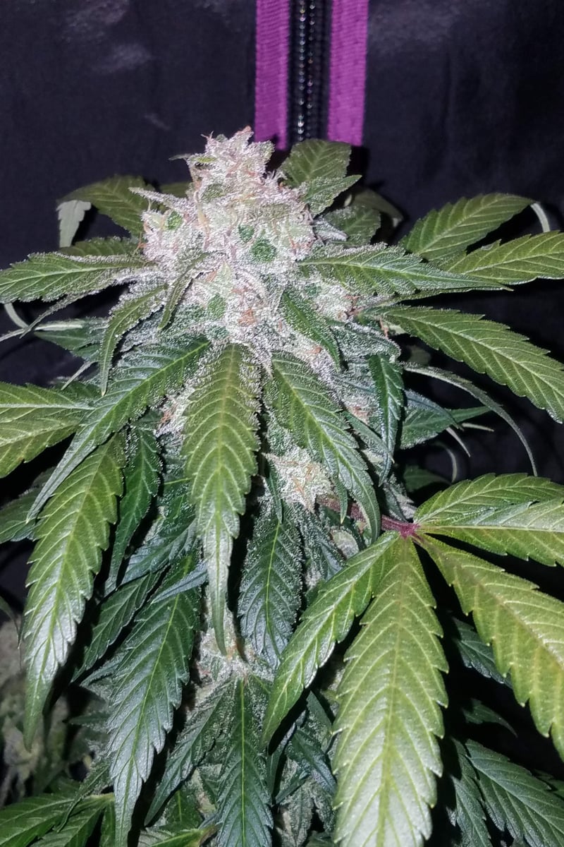 FAST BUDS - TANGIE AUTO