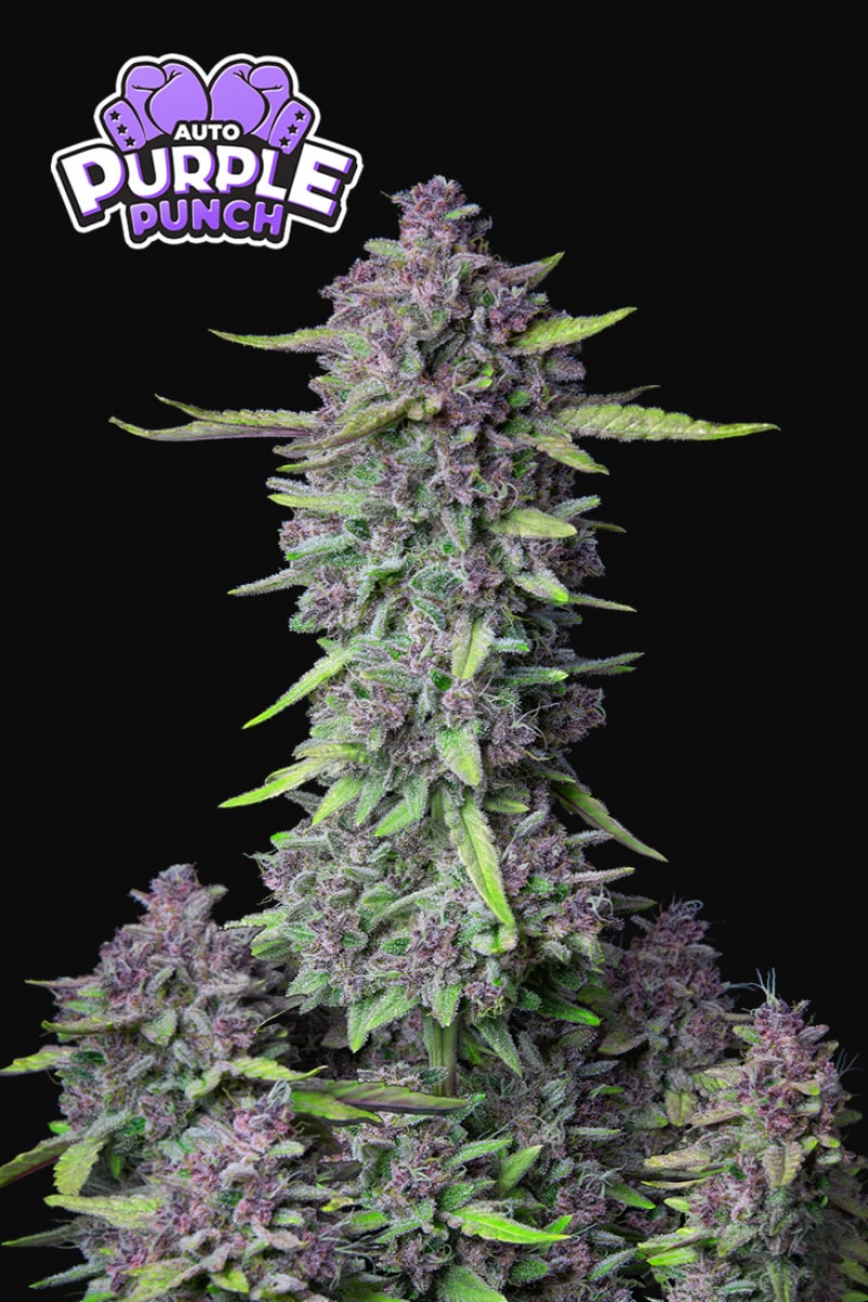 FAST BUDS - PURPLE PUNCH AUTO