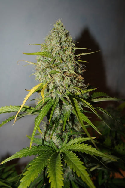 FAST BUDS - GRAPEFRUIT AUTO