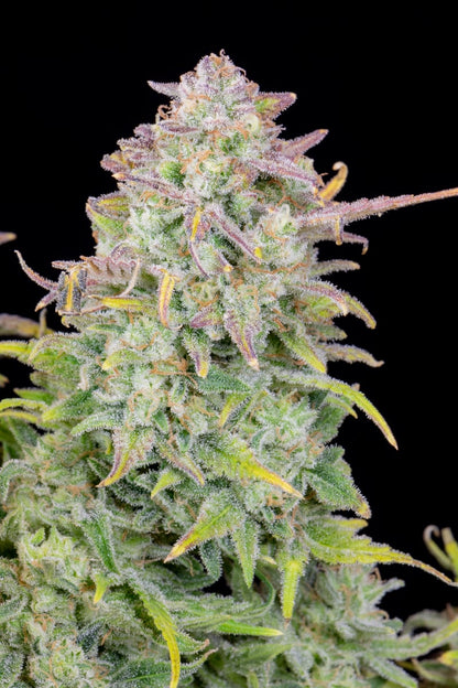FAST BUDS - TRAINWRECK AUTO