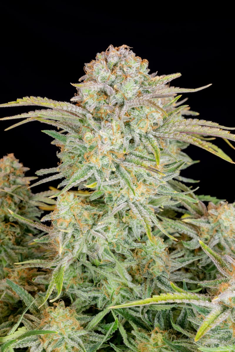 FAST BUDS - BRUCE BANNER AUTO