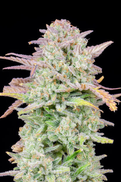 FAST BUDS - TRAINWRECK AUTO