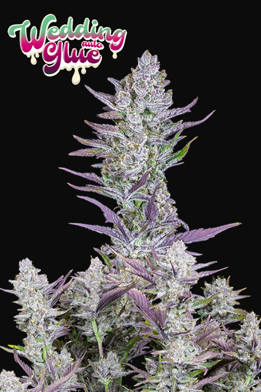 FAST BUDS - WEDDING GLUE AUTO