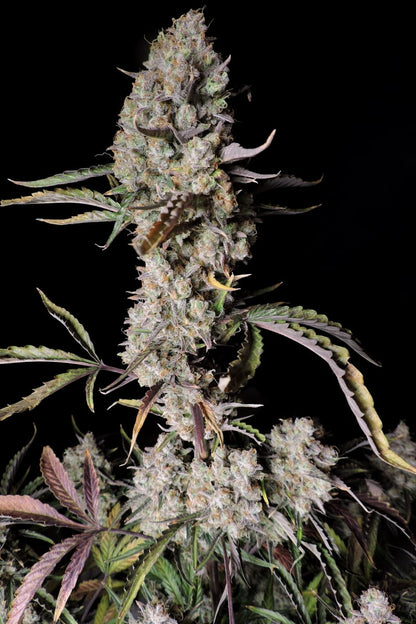 FAST BUDS - GORILLA ZKITTLEZ AUTO