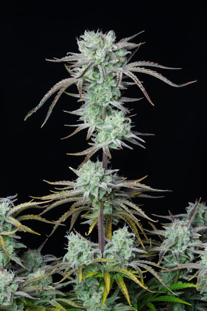 FAST BUDS - STRAWBERRY BANANA AUTO