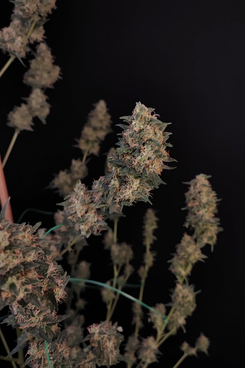 FAST BUDS - CHEESE AUTO