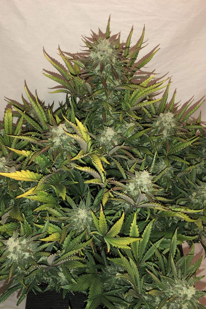 FAST BUDS - GORILLA GLUE AUTO
