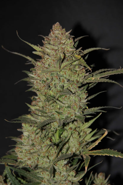 FAST BUDS - OG KUSH AUTO