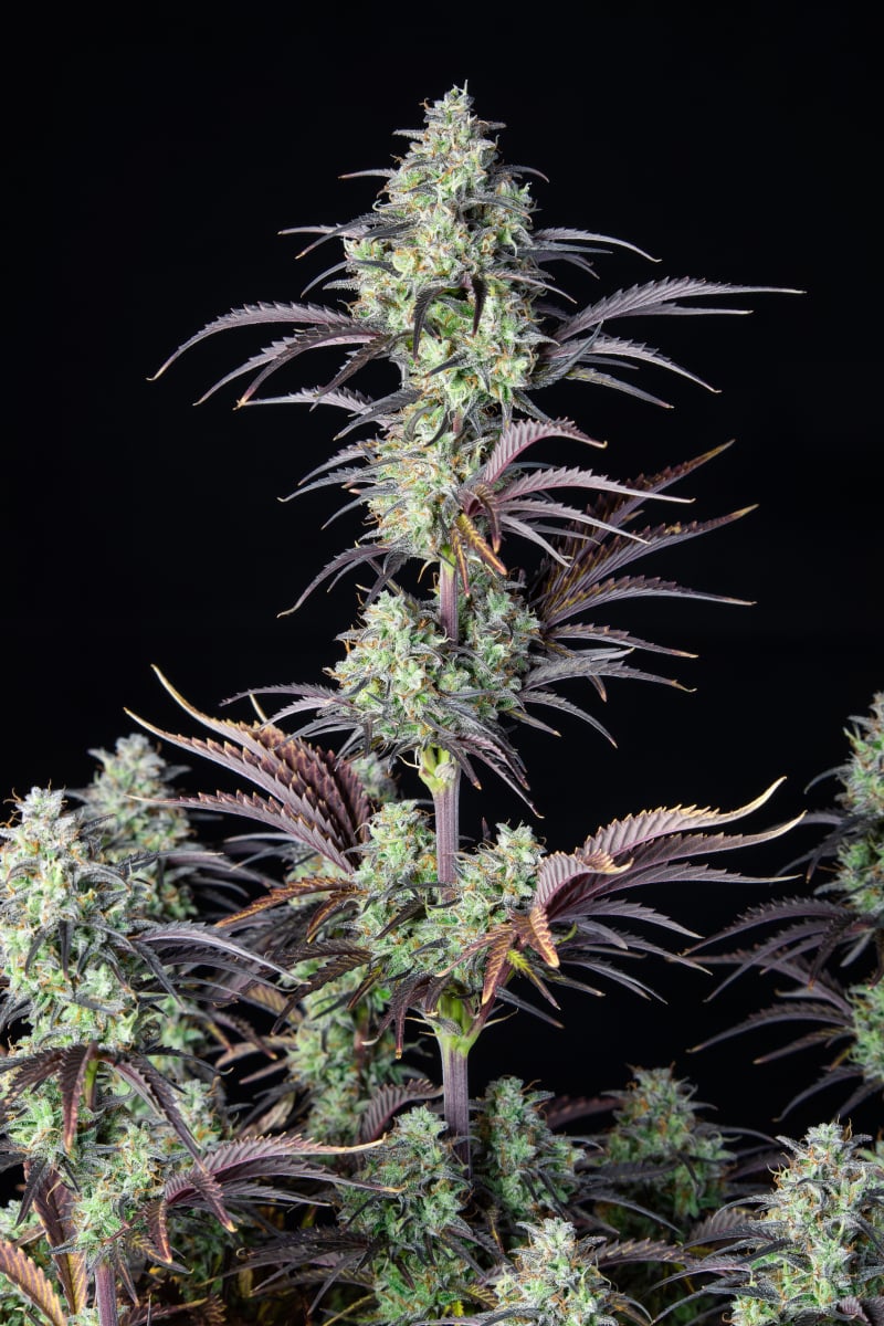 FAST BUDS - MIMOSA CAKE AUTO