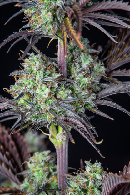 FAST BUDS - MIMOSA CAKE AUTO