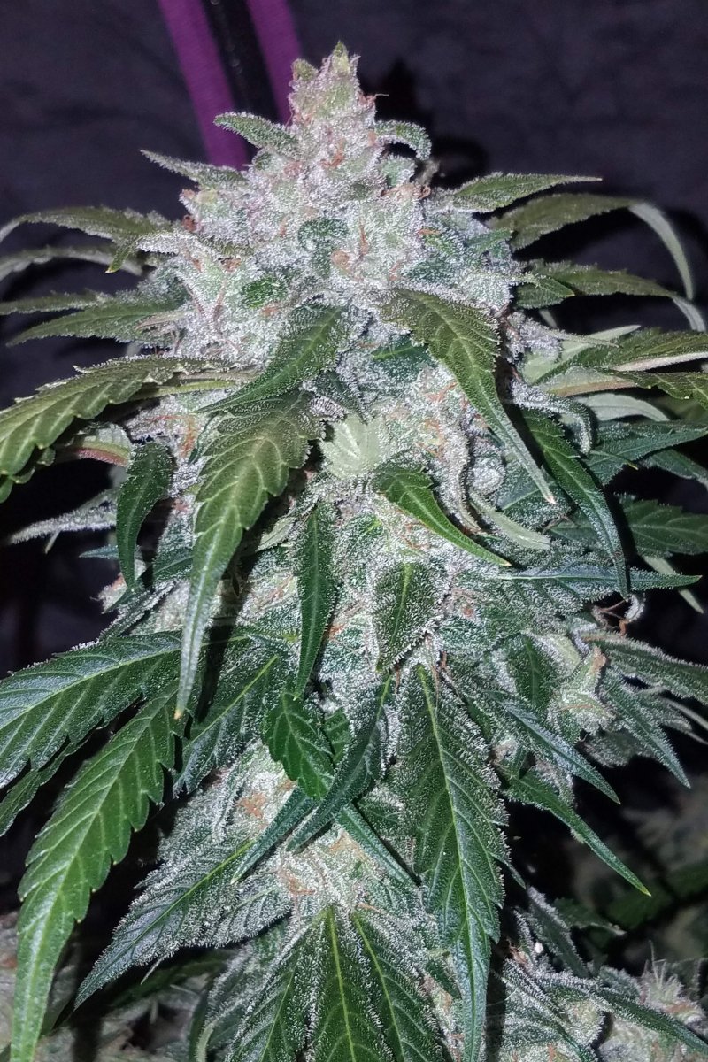 FAST BUDS - TANGIE AUTO