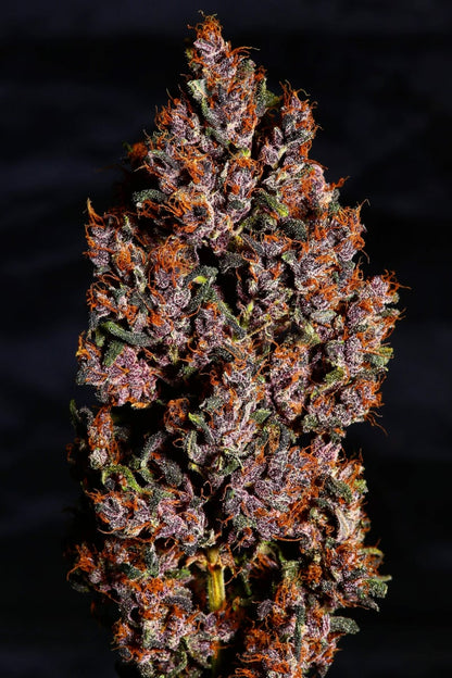 FAST BUDS - CRYSTAL METH AUTO