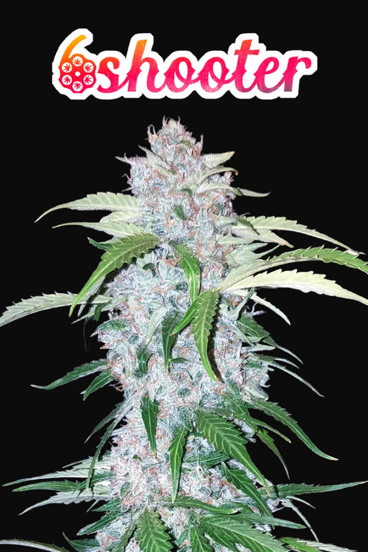 FAST BUDS - SIX SHOOTER AUTO