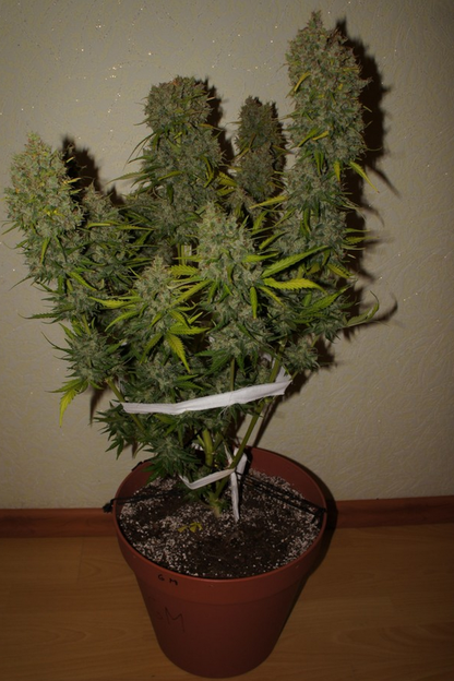 FAST BUDS - GRAPEFRUIT AUTO