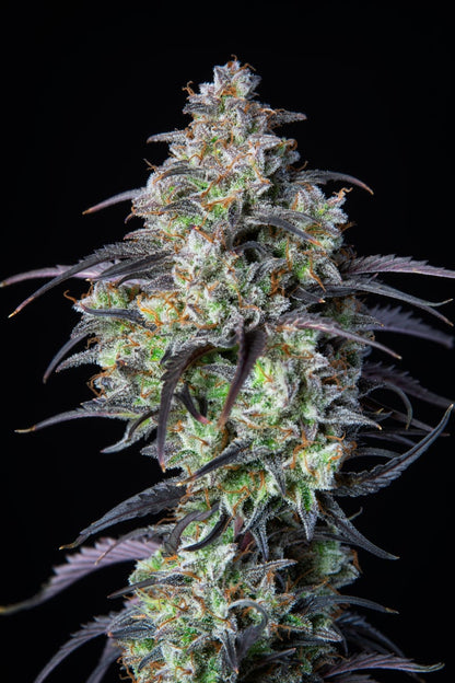 FAST BUDS - MIMOSA CAKE AUTO