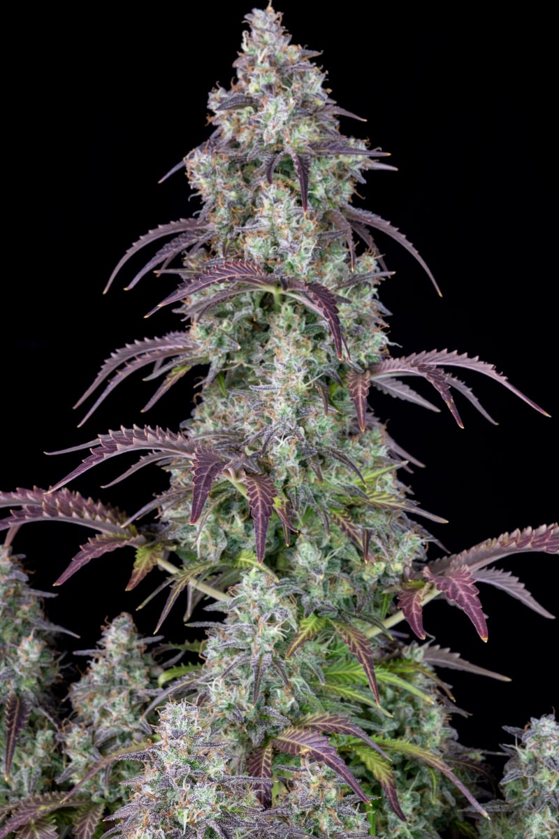 FAST BUDS - LEMON PIE AUTO