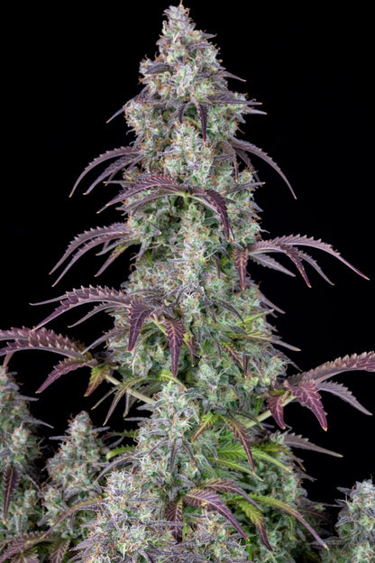 FAST BUDS - LEMON PIE AUTO