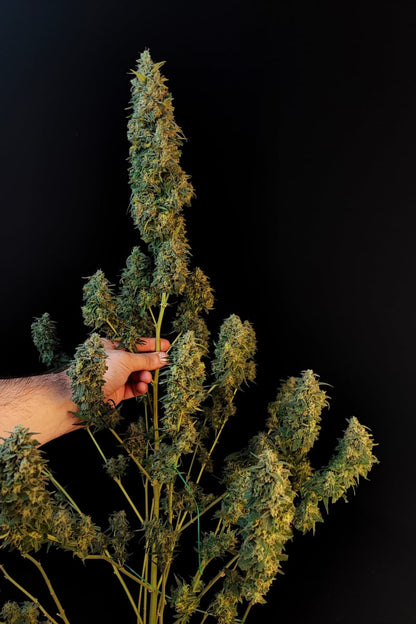 FAST BUDS - SOUR DIESEL AUTO