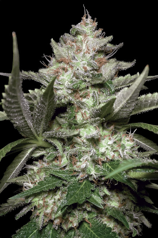 PARADISE SEEDS - AUTO KONG 4