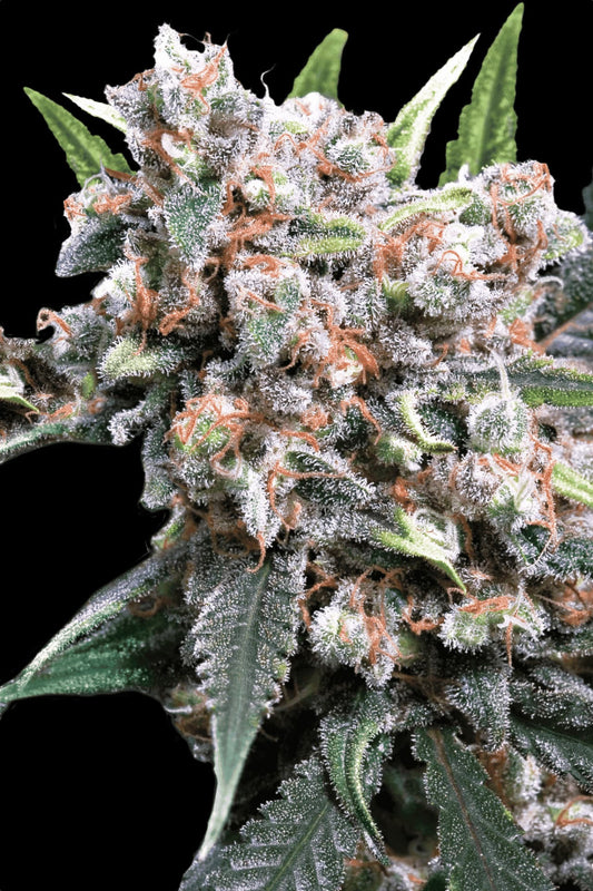 PARADISE SEEDS - AUTO WAPPA