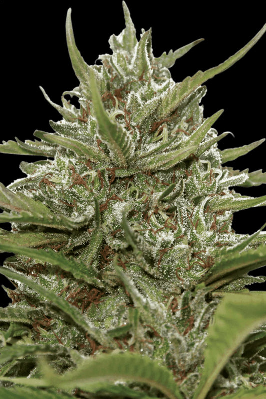 PARADISE SEEDS - AUTO WHITE BERRY
