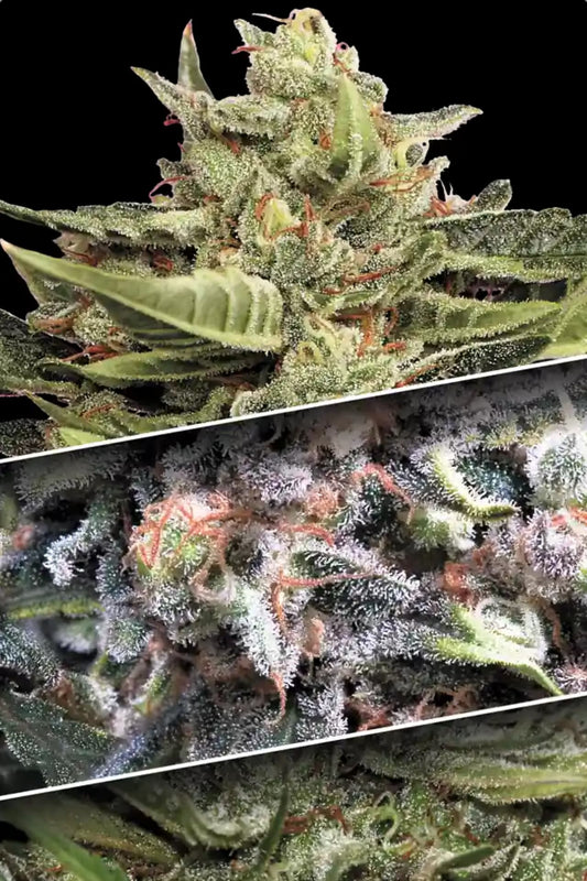 PARADISE SEEDS - AUTO COLLECTION PACK #1