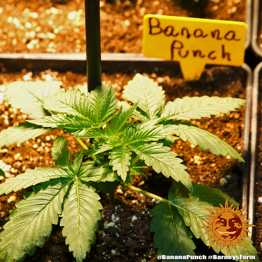 BARNEY'S FARM - BANANA PUNCH FEM