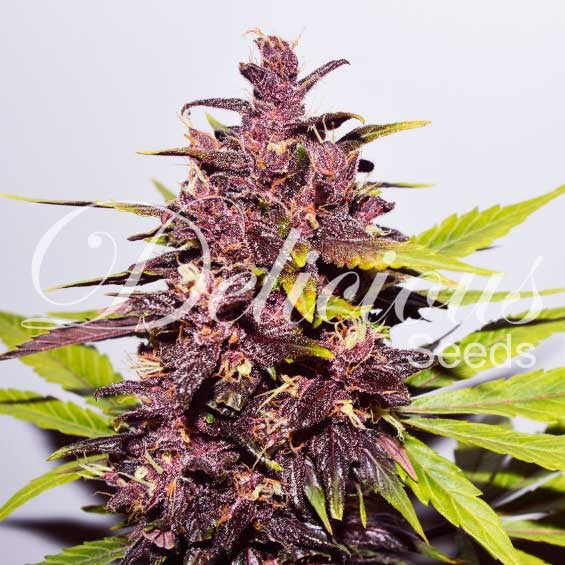DELICIOUS SEEDS - AUTO DARK PURPLE