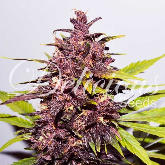 DELICIOUS SEEDS - AUTO DARK PURPLE