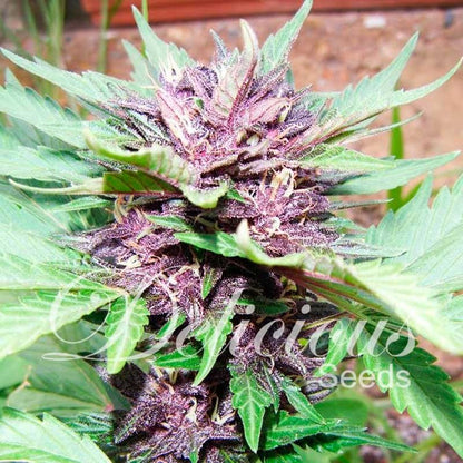 DELICIOUS SEEDS - AUTO DARK PURPLE