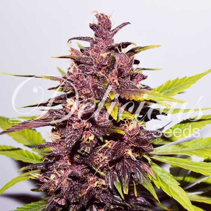 DELICIOUS SEEDS - AUTO DARK PURPLE