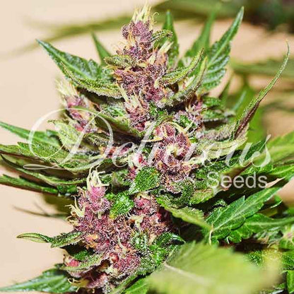 DELICIOUS SEEDS - AUTO DARK PURPLE