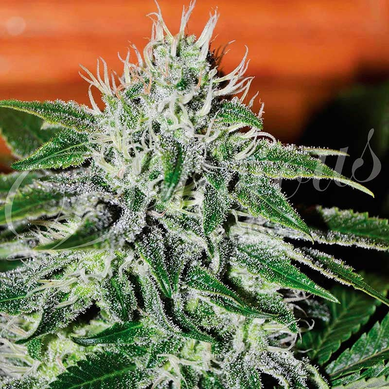 DELICIOUS SEEDS - CRITICAL JACK HERER