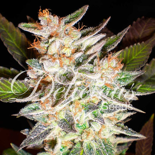 DELICIOUS SEEDS - DELICIOUS CANDY AUTO