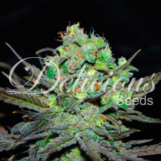 DELICIOUS SEEDS - ELEVEN ROSES - INDICA LINE