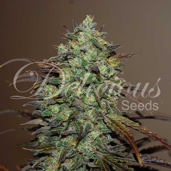 DELICIOUS SEEDS - ELEVEN ROSES - INDICA LINE