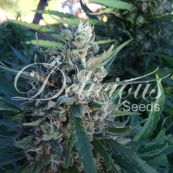 DELICIOUS SEEDS - ELEVEN ROSES - INDICA LINE