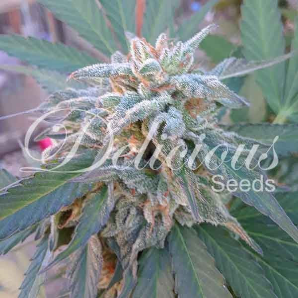 DELICIOUS SEEDS - ELEVEN ROSES - INDICA LINE