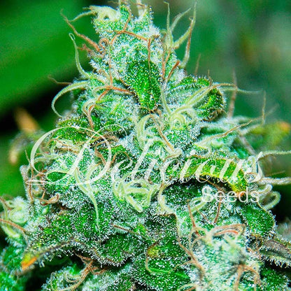 DELICIOUS SEEDS - FRUITY CHRONIC JUICE
