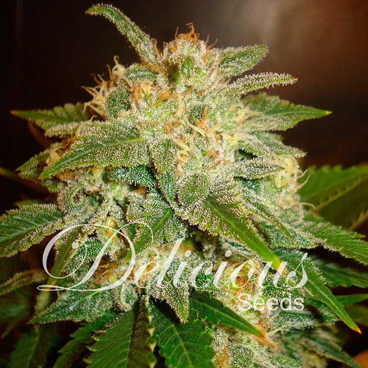 DELICIOUS SEEDS - LA BELLA AFRODITA