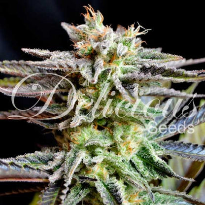 DELICIOUS SEEDS - SUGAR BLACK ROSE