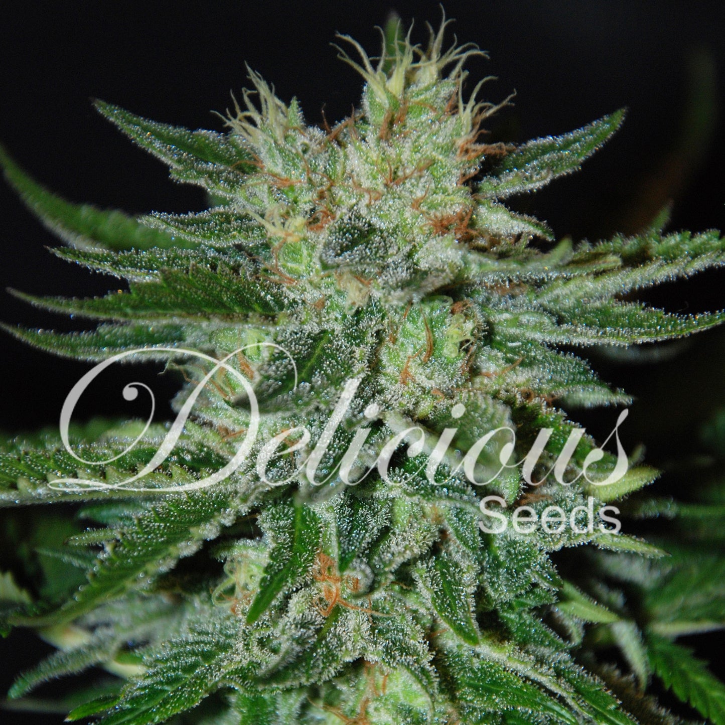 DELICIOUS SEEDS - SUGAR BLACK ROSE