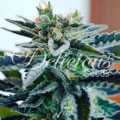 DELICIOUS SEEDS - SUGAR BLACK ROSE