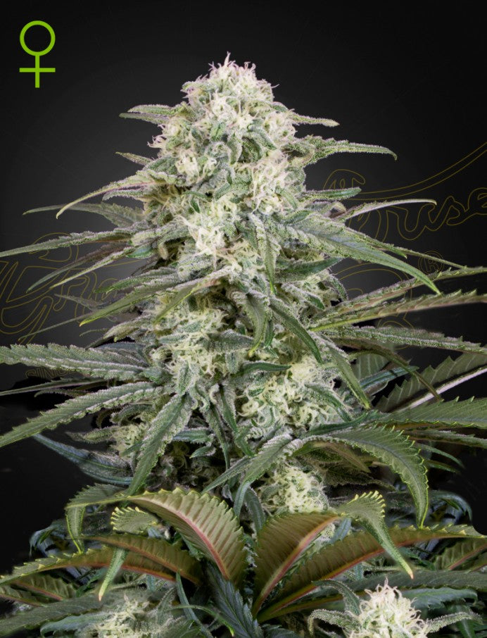 GREEN HOUSE - KALASHNIKOVA AUTO