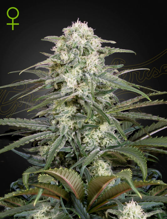 GREEN HOUSE - KALASHNIKOVA AUTO