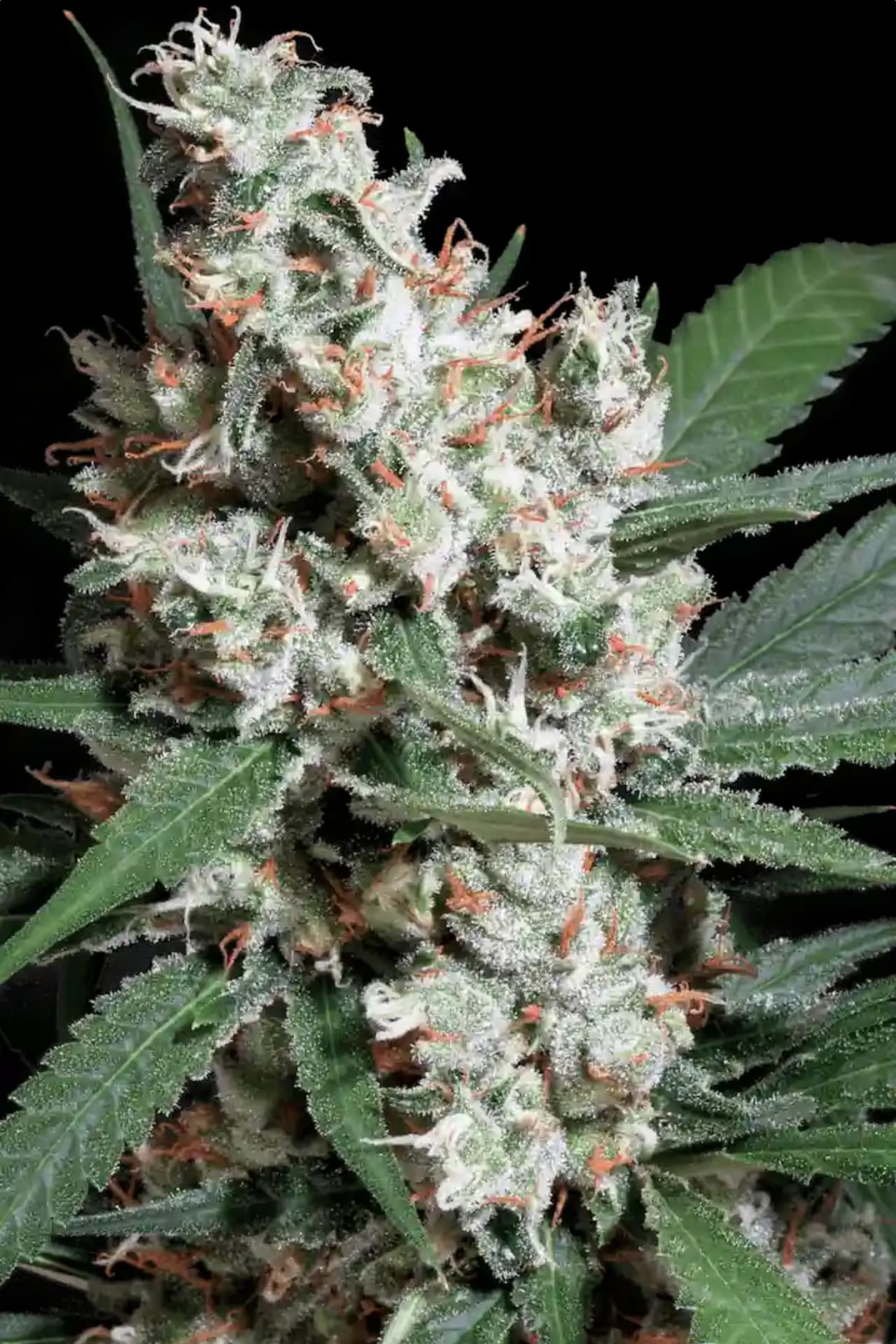 PARADISE SEEDS - L.A. AMNESIA - CHONG'S CHOICE