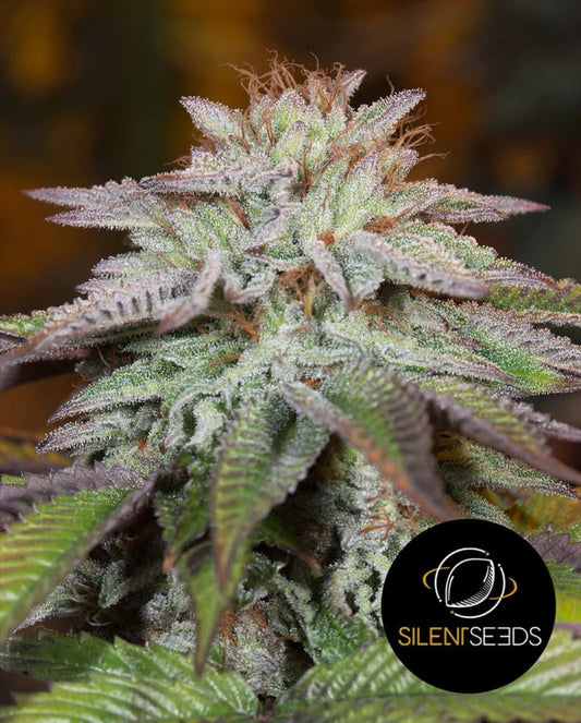SILENT SEEDS - L.A. VANILLA CAKE AUTO