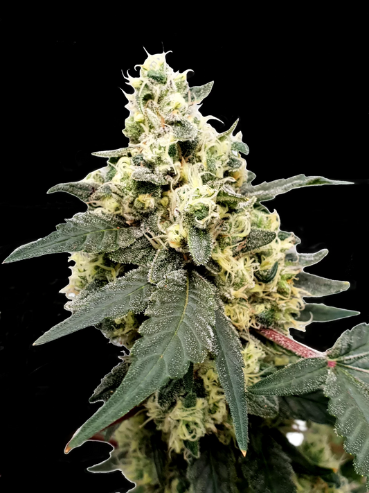 PARADISE SEEDS - LEMONADE AUTO