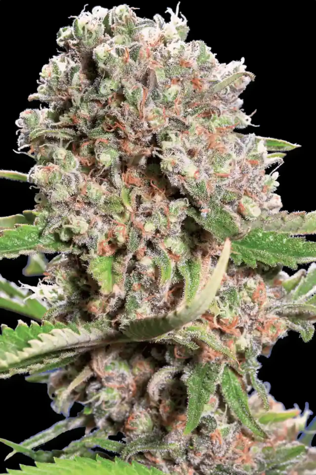 PARADISE SEEDS - MENDOCINO SKUNK - CHONG'S CHOICE