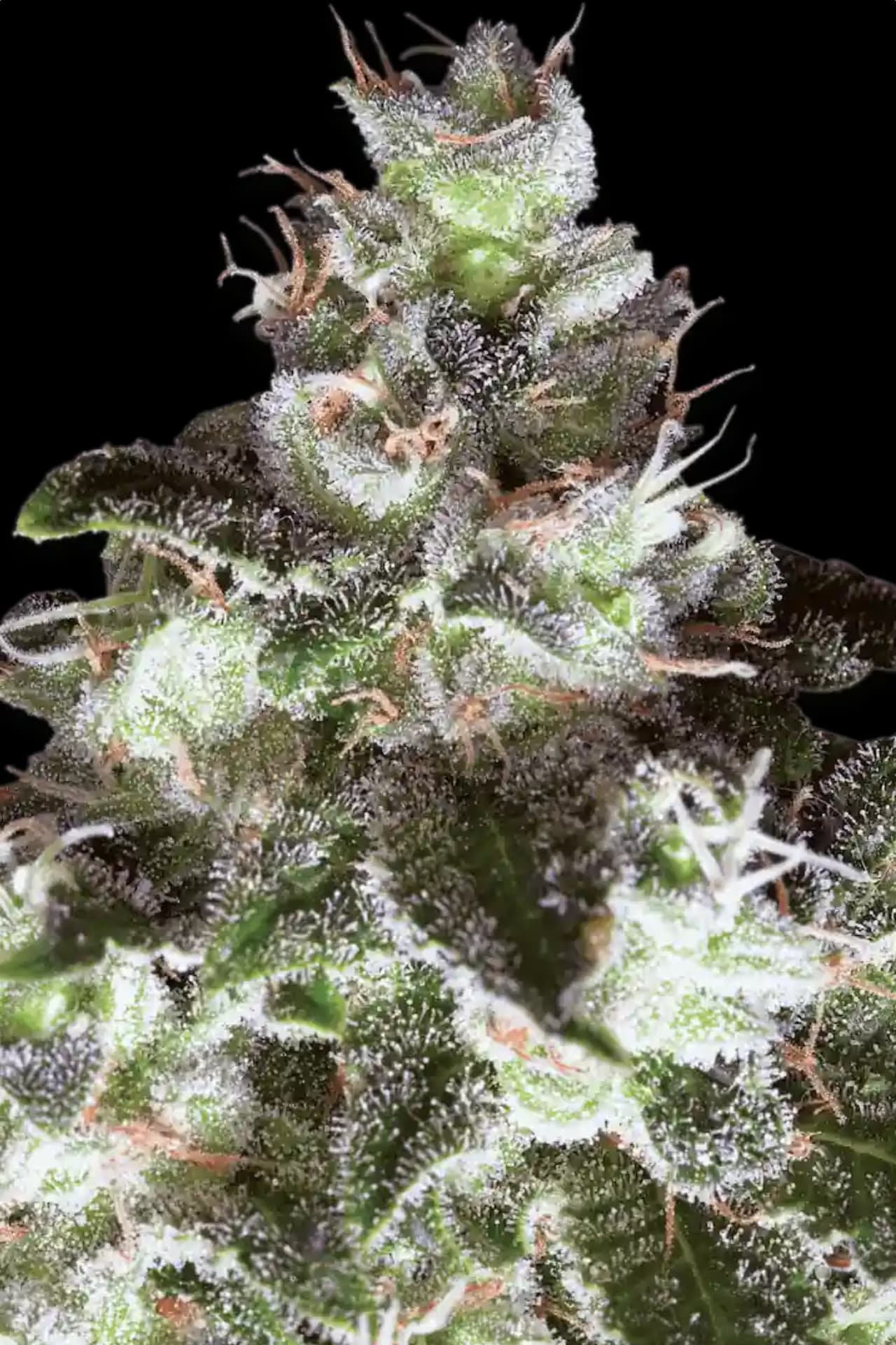 PARADISE SEEDS - ORIGINAL WHITE WIDOW (IBL)